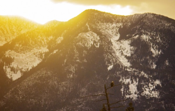 Dancing Boy & Eagle by Amanda Corcoran